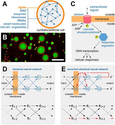 Recurrent neural networks in synthetic cells: a route to autonomous molecular agents?